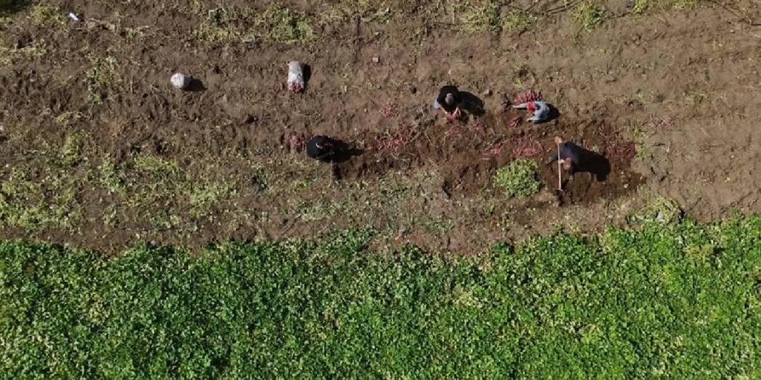 Boşuna isminin başında ‘tatlı’ yer almıyor! Hatay’da hasat zamanı: Mucize besin sofralara geliyor 2